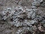 Hypogymnia farinacea image