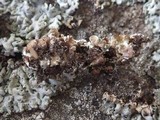 Hypogymnia farinacea image