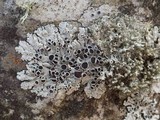 Physcia stellaris image