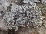 Physcia stellaris image