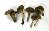 Pachylepyrium carbonicola image
