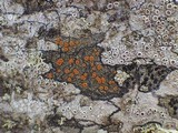 Caloplaca ferruginea image