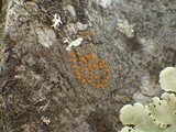 Caloplaca ferruginea image
