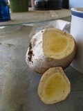 Lycoperdon subcretaceum image