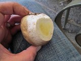 Lycoperdon subcretaceum image