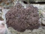 Protoparmelia badia image