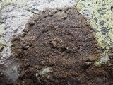 Protoparmelia badia image