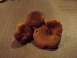 Paxillus involutus image