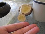 Lycoperdon subcretaceum image