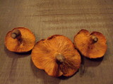 Paxillus involutus image