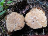 Gautieria monticola image