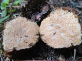 Gautieria monticola image