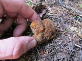 Gautieria monticola image