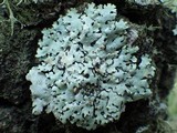 Parmelina carporrhizans image