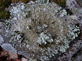 Parmelia saxatilis image