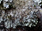 Parmelia saxatilis image
