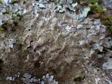 Parmelia saxatilis image
