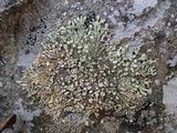Xanthoparmelia mougeotii image
