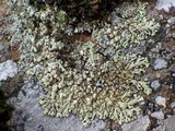 Xanthoparmelia mougeotii image