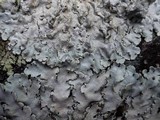 Parmotrema tinctorum image