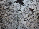 Parmotrema tinctorum image