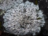 Parmotrema tinctorum image