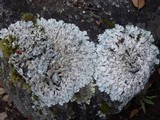 Parmotrema tinctorum image