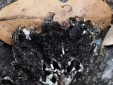 Parmotrema tinctorum image