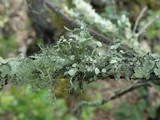 Ramalina fastigiata image