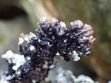 Hypogymnia physodes image