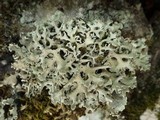 Hypogymnia tubulosa image