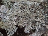 Parmelia saxatilis image