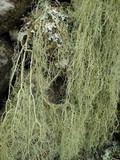 Usnea articulata image