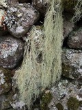 Usnea articulata image