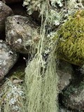 Usnea articulata image