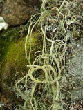 Usnea articulata image