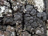 Fuscopannaria mediterranea image