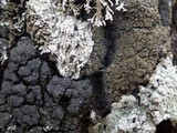 Fuscopannaria mediterranea image