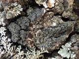 Fuscopannaria mediterranea image