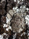Degelia plumbea image