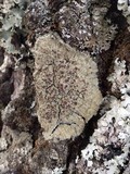 Degelia plumbea image