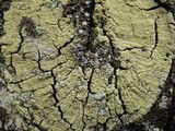 Pyrrhospora quernea image