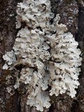 Lobaria amplissima image
