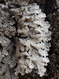 Lobaria amplissima image