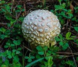 Amanita persicina image