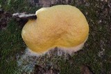 Fuligo septica image