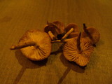 Marasmius oreades image