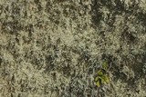 Lepraria vouauxii image