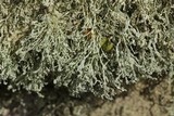 Lepraria vouauxii image