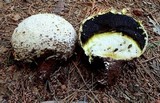 Calbovista subsculpta image